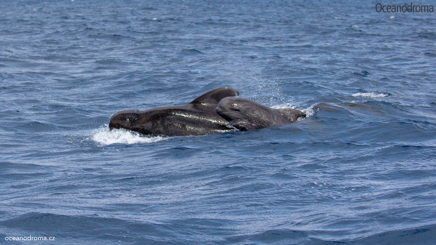 wbxno8-short-finned-pilot-whale-globicephala-macrorhynchus