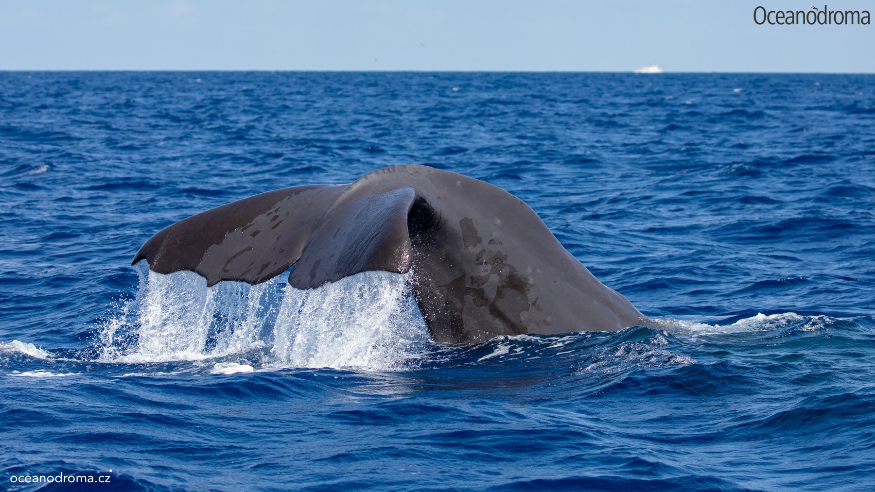 wbxqj8-sperm-whale-physeter-macrocephalus